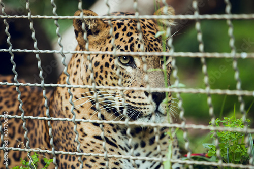 Portrait of Sri Lankan Leopard in Cage photo