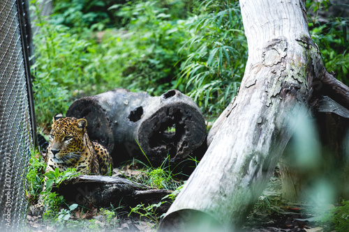 Close up of Female of Sri Lankan leopard lying down in facility with trunks, trees and green vegetation in species conservation center photo