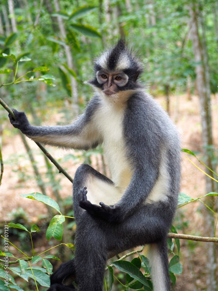 Fototapeta premium Portrait d'un primate Semnopithèque de Thomas dans la province de Sumatra à Bukit Lawang. Assez reconnaissable, notamment, grâce à sa crête noire et son pelage gris et blanc.