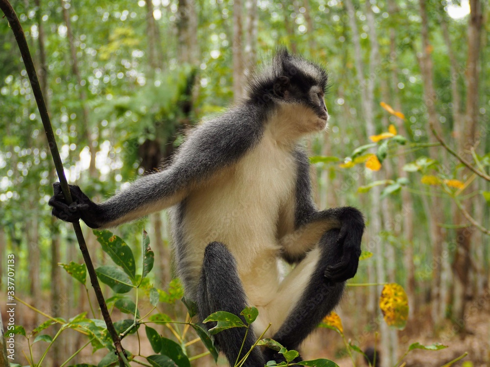 Obraz premium Portrait d'un primate Semnopithèque de Thomas dans la province de Sumatra à Bukit Lawang. Assez reconnaissable, notamment, grâce à sa crête noire et son pelage gris et blanc.
