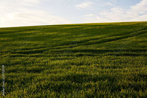 Grassy Hill in Sunset