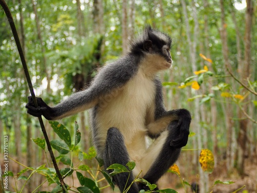 Portrait d'un primate Semnopithèque de Thomas dans la province de Sumatra à Bukit Lawang.
Assez reconnaissable, notamment, grâce à sa crête noire et son pelage gris et blanc.