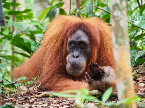 Portrait d'un Orang-Outan dans la forêt de Sumatra à Bukit Lawang en Indonésie.
