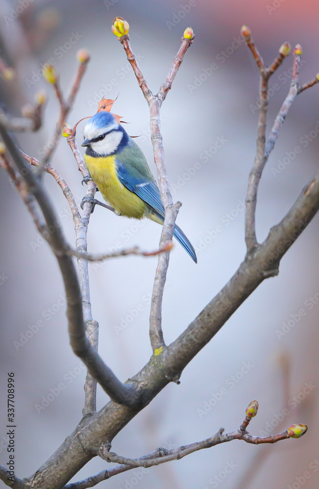 Eurasian blue tit on a branch Eurasian blue tit on a branch