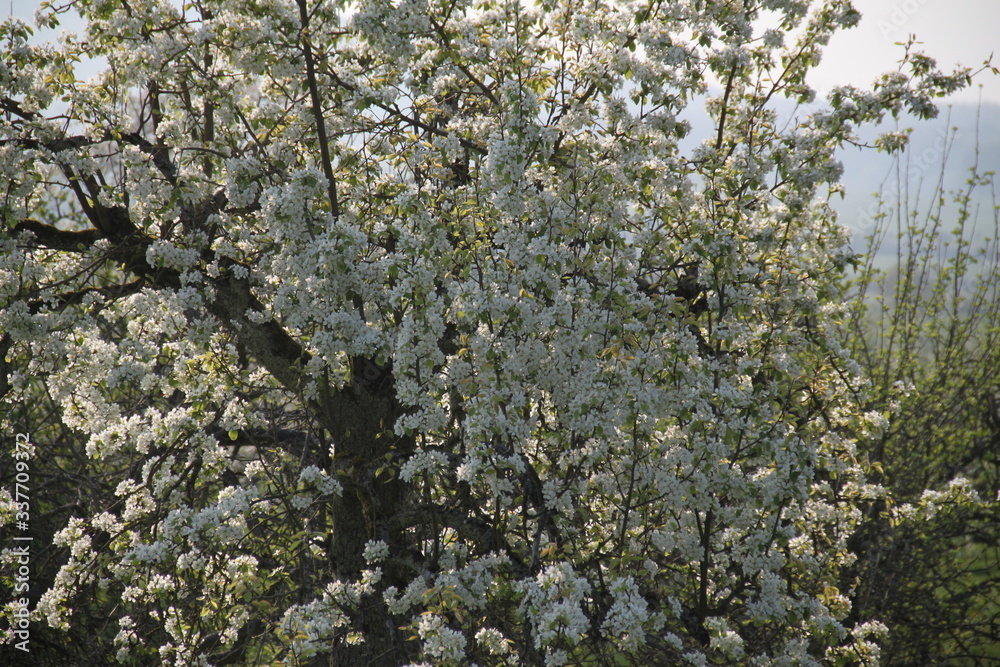 Orchard pear tree white spring blossom Orchard pear tree white spring blossom