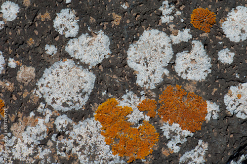 Group of lichens on a rock. Majanicho. La Oliva. Fuerteventura. Canary Islands. Spain.
