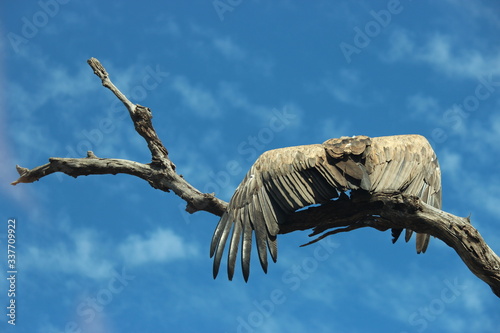cape vulture 