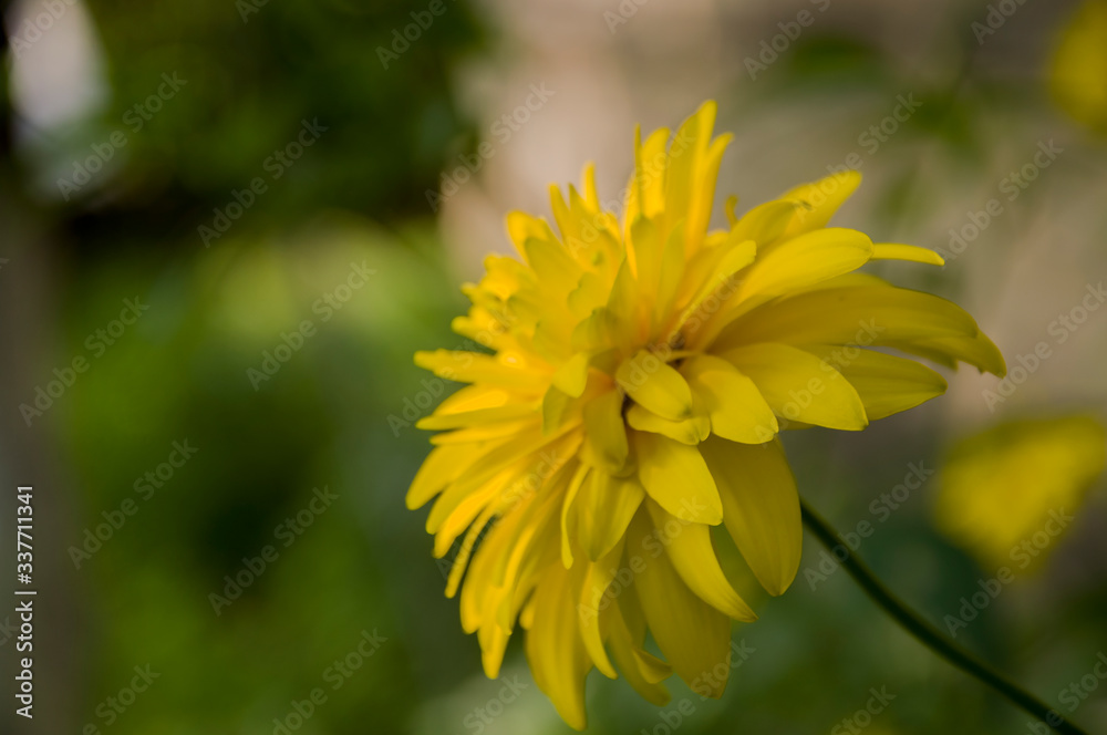 Rudbeckia. Garden yellow flowers with green leaves. Blossom in summer. Background with old wood house Rudbeckia. Garden yellow flowers with green leaves. Blossom in summer. Background with old wood house