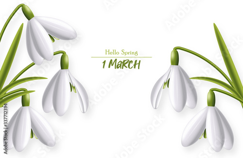 Hello spring, 1 march snowdrop realistic spring symbol vector illustration