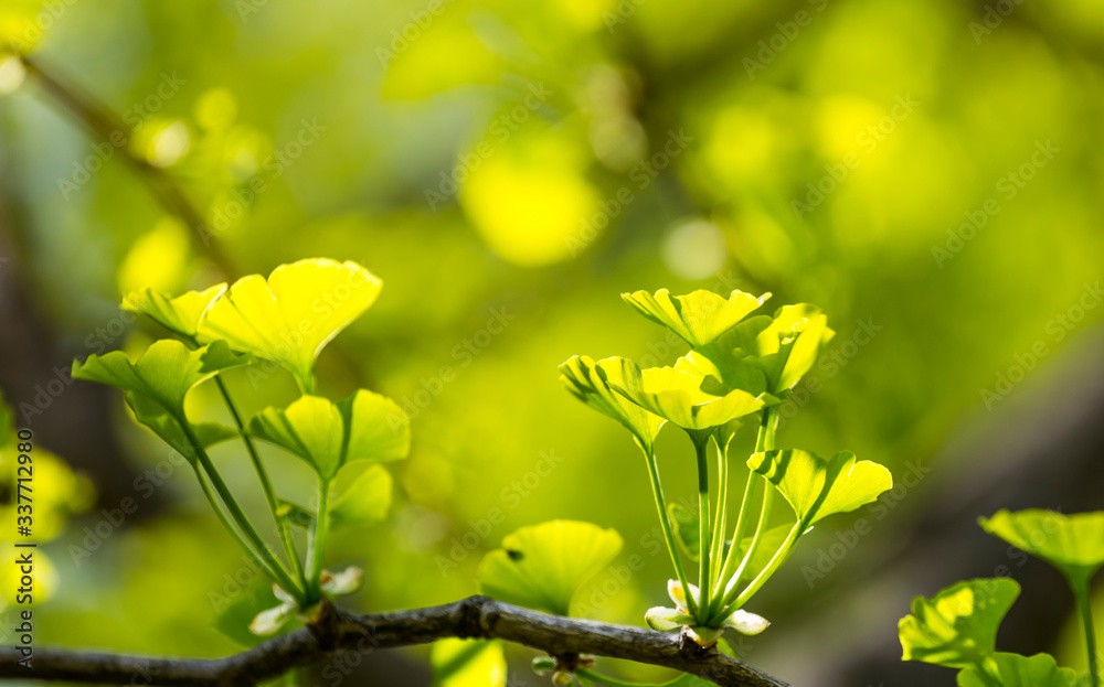 Obraz premium Ginkgo biloba young green leaves on a tree in spring on background of blue sky in sunlight. Known as ginkgo or gingko or the maidenhair tree.uses in traditional medicine and as a source of food.