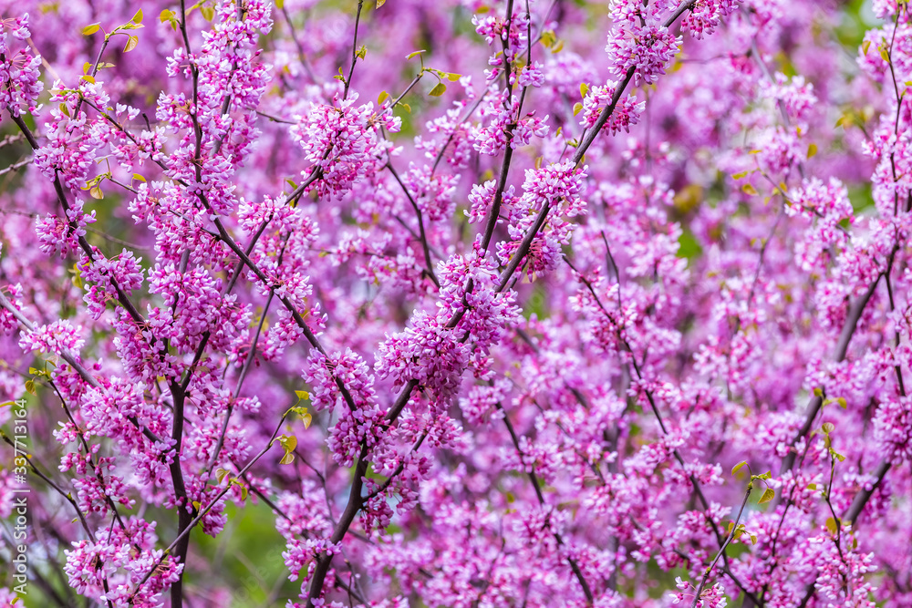 Cercis siliquastrum or Judas tree, ornamental tree blooming with beautiful deep pink colored flowers in the spring. Eastern redbud tree blossoms in spring time. Soft focus, blurred background.