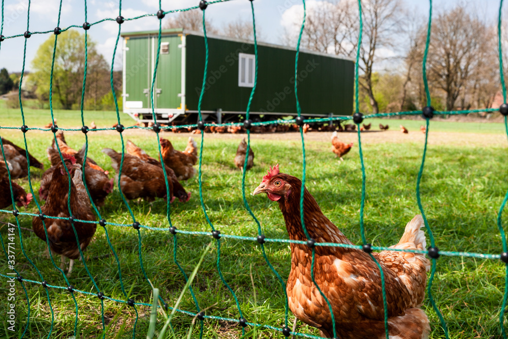 Mobiler Hühnerstall für Legehennen in der Freilandhaltung Stock-Foto |  Adobe Stock