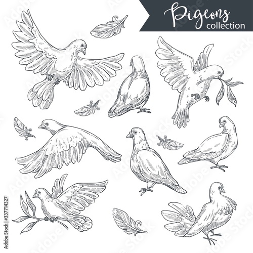 Pigeons flying and sitting, doves with tree branches