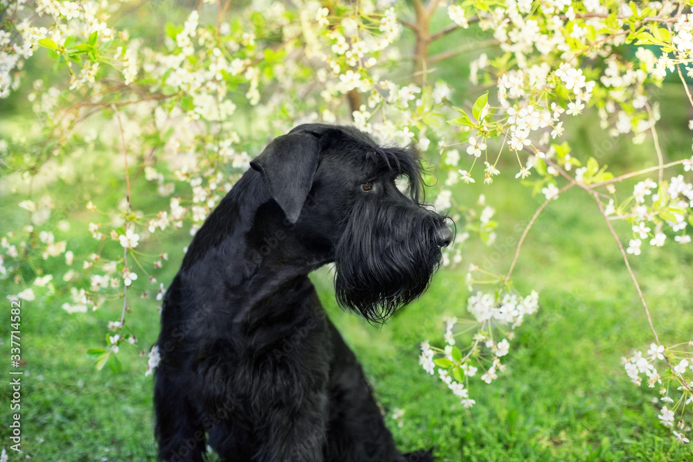 Giant schnauzer close up portrai on spring blossom Giant schnauzer close up portrai on spring blossom