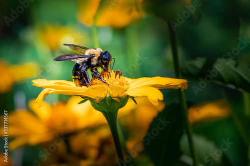 A pollen-covered bumble bee works on a daisy