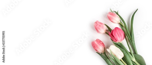 Fototapeta Naklejka Na Ścianę i Meble -  Several pink tulips in the lower right corner on a white background. Panorama with copy space.