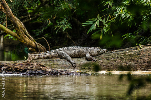 Billede på lærred Crocodile On Fallen Tree By Lake