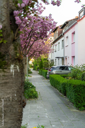 Ludwigshafen  10.04.2020  Blooming avenue in the middle of a Ludwigshafen residential area in mid-April with a view of the impressive bridge