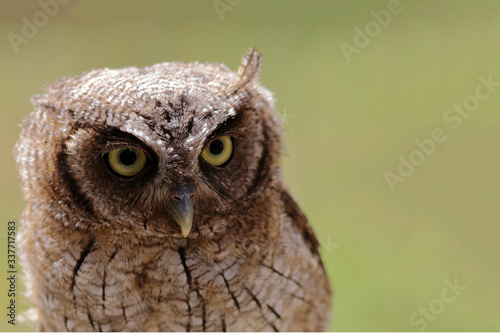 closeup of an owl  Tropical Screech-Owl  with blurred background and ad space