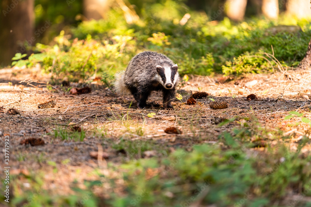 Naklejka premium The Forest Badger (Meles Meles) in its typical drenching. The badger is a beast of the weasel family.