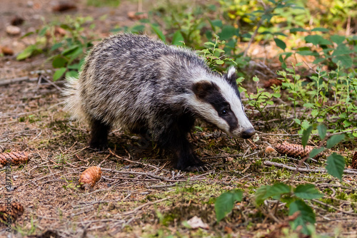Photo The Forest Badger (Meles Meles) in its typical drenching