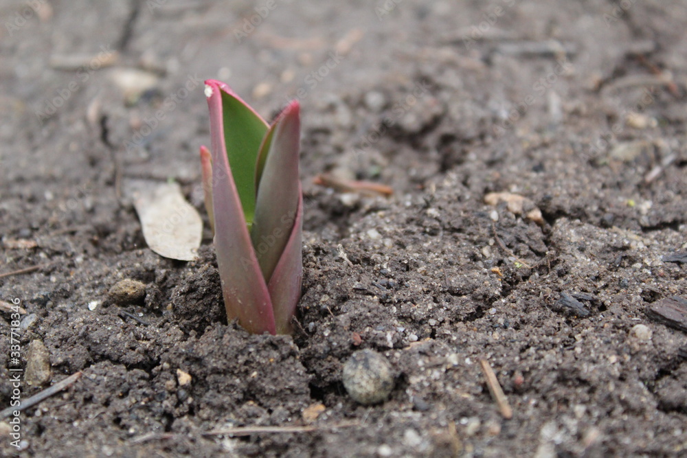 fresh Tulip sprout in the soil in spring fresh Tulip sprout in the soil in spring