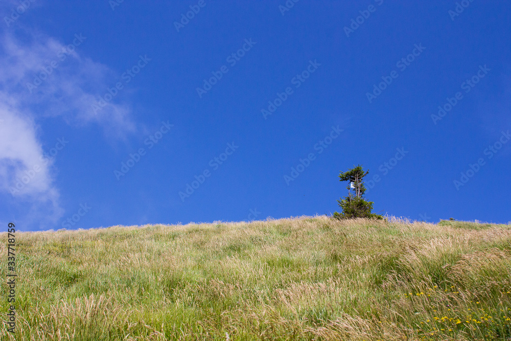Fototapeta premium Natura