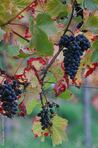 sonniger Herbsttag in der pfalz photo