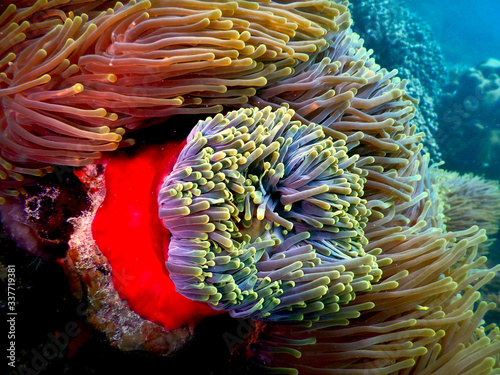 Red and purple anemone