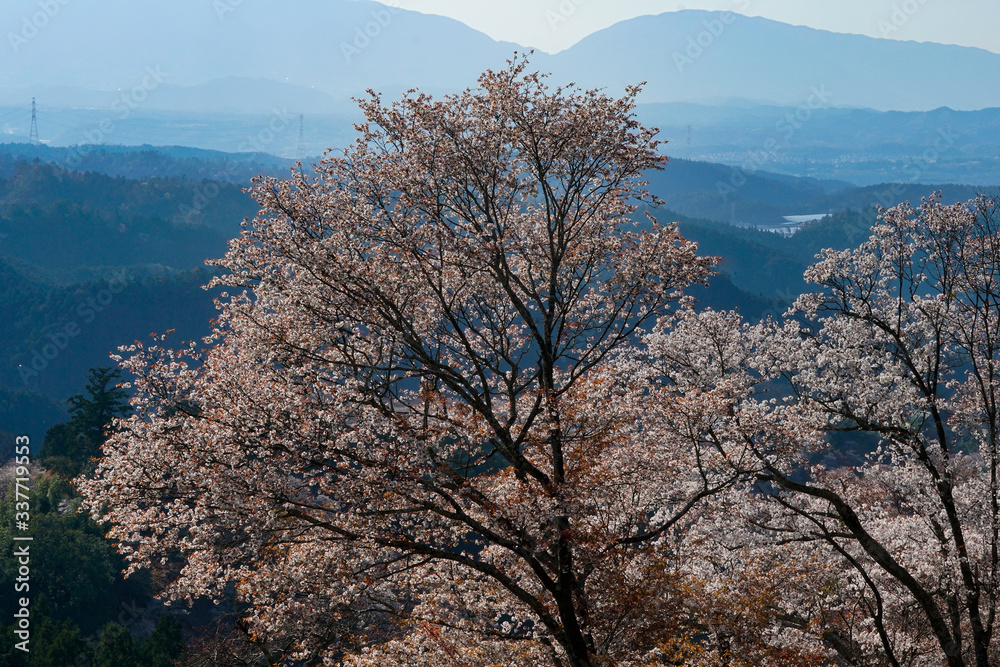 Sakura in Yoshino, Nara, 2020