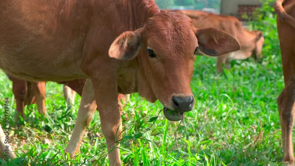 Brown cows graze on green grass. livestock feed on green lush grass on a sunny day Brown cows graze on green grass. livestock feed on green lush grass on a sunny day