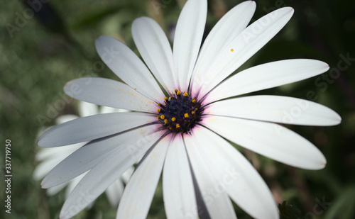 Marguerite du cap au printemps