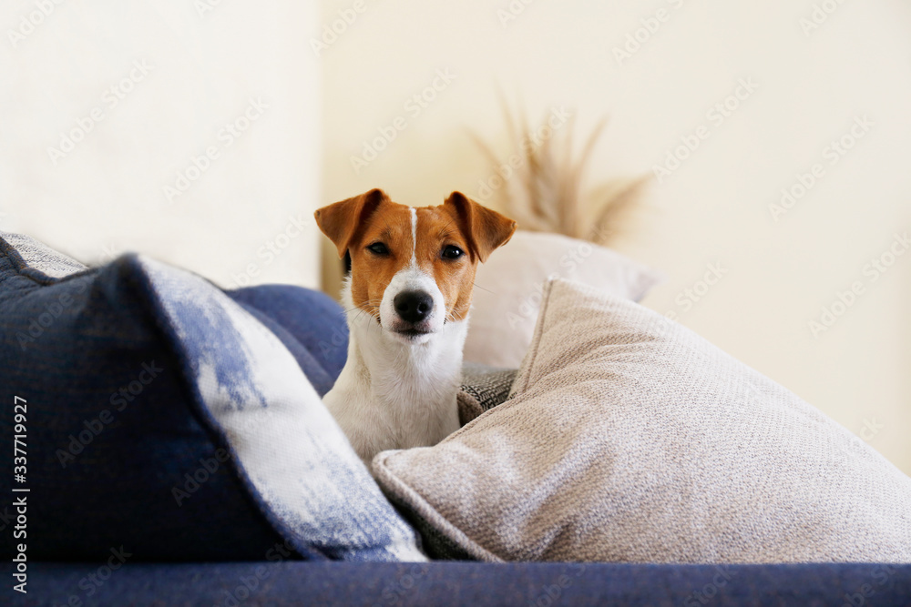 Cute one year old Jack Russel terrier puppy with folded ears chilling on the couch in pile of colorful cushions with textured print. Adorable small breed doggy. Close up, copy space, background. Cute one year old Jack Russel terrier puppy with folded ears chilling on the couch in pile of colorful cushions with textured print. Adorable small breed doggy. Close up, copy space, background.