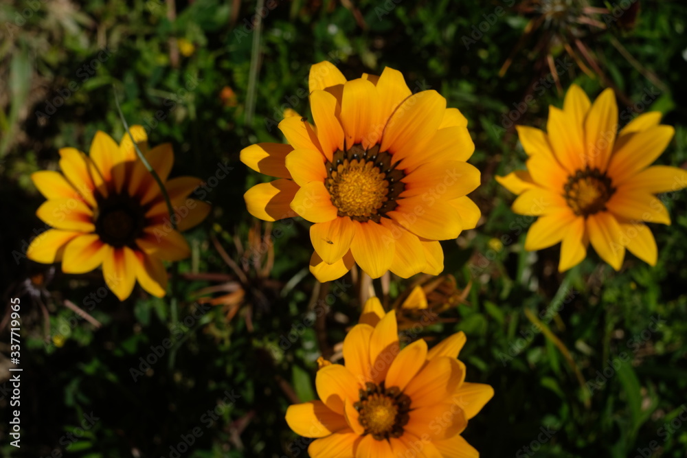 flower, yellow, nature, garden, sunflower, summer, plant, green, bloom, flowers, floral, petal, spring, blossom, flora, field, beautiful, macro, daisy, sun, orange, petals, bright, beauty, leaf flower, yellow, nature, garden, sunflower, summer, plant, green, bloom, flowers, floral, petal, spring, blossom, flora, field, beautiful, macro, daisy, sun, orange, petals, bright, beauty, leaf