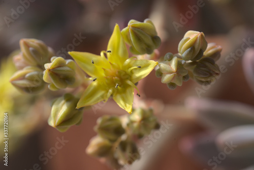 Fleur jaune dans le jardin