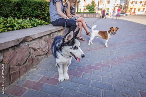 Two dogs on a sidewalk in Chernivtsi city, Ukraina photo