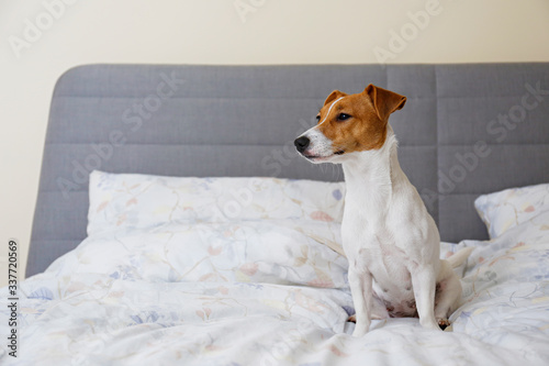 Cute Jack Russel terrier puppy with big ears sleeping on an unmade bed w/ blanket and pillows. Small adorable doggy with funny fur stains alone in bed. Close up, copy space, background. © Evrymmnt
