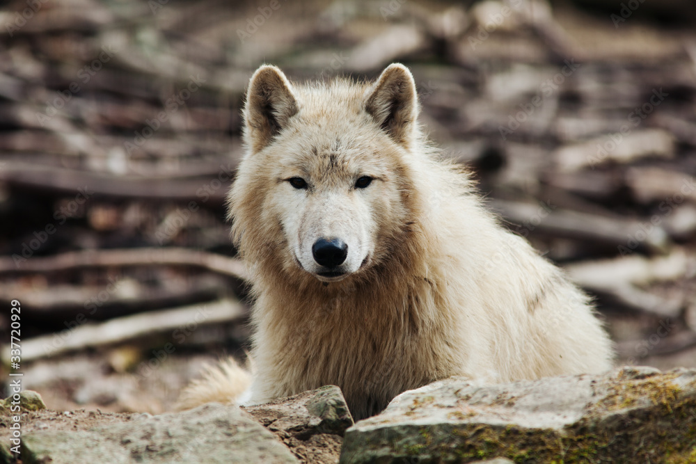 Portrait eines weissen Polarwolfs der direkt in die Kamera schaut Portrait eines weissen Polarwolfs der direkt in die Kamera schaut
