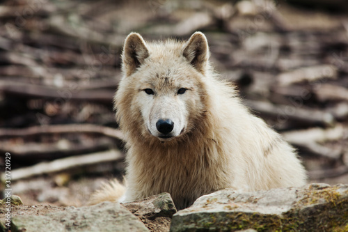 Portrait eines weissen Polarwolfs der direkt in die Kamera schaut
