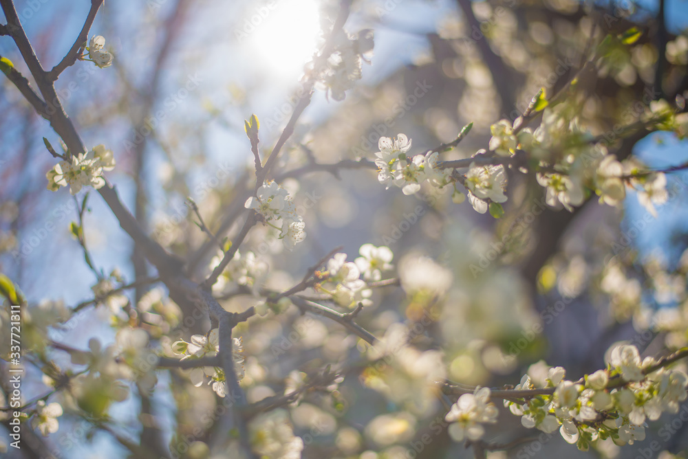 Spring flowers background. Morning light. Flowers lit by the sun. Flowering tree branches. Spring flowers background. Morning light. Flowers lit by the sun. Flowering tree branches.