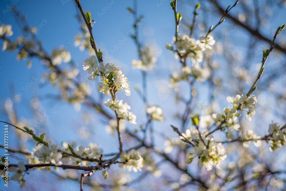 Spring flowers background. Morning light. Flowers lit by the sun. Flowering tree branches.