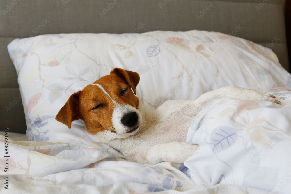 Cute Jack Russel terrier puppy with big ears sleeping on an unmade bed w/ blanket and pillows. Small adorable doggy with funny fur stains alone in bed. Close up, copy space, background.