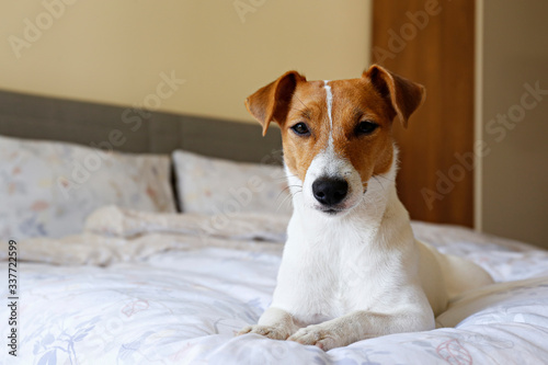 Cute Jack Russel terrier puppy with big ears sleeping on an unmade bed w/ blanket and pillows. Small adorable doggy with funny fur stains alone in bed. Close up, copy space, background.