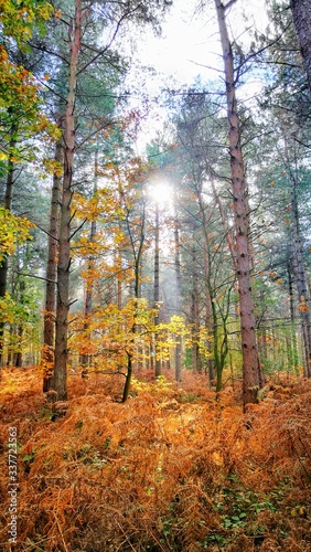 Trees In Forest During Autumn © gary watson/EyeEm