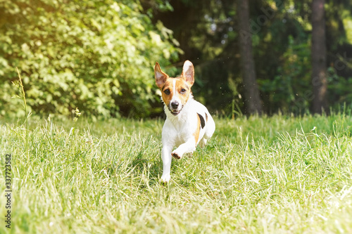 Jack Russell terrier running towards camera over grass meadow blurred trees background