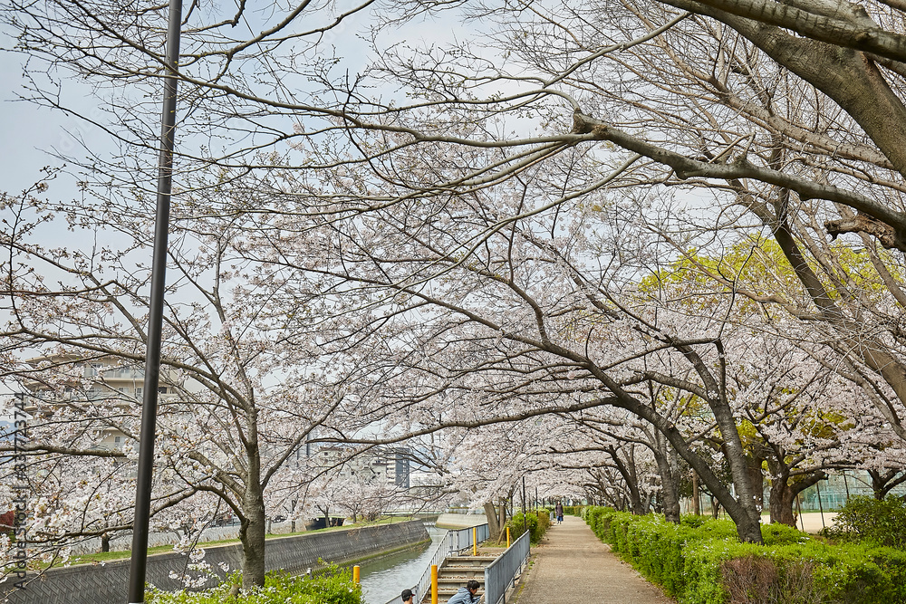 桜 桜