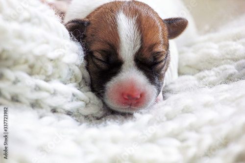 muzzle puppy jack russell terrier on knitted bedding born a few days ago, cozy house, blurred,