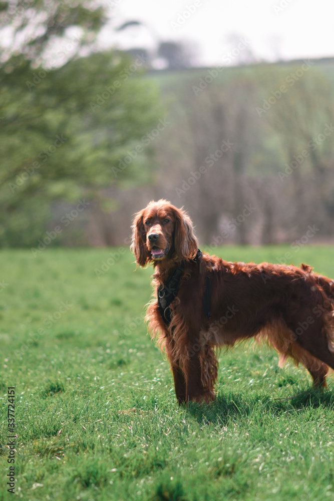 irish setter dog portrait