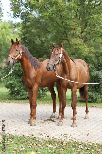 Purebred young horses standing outdoors