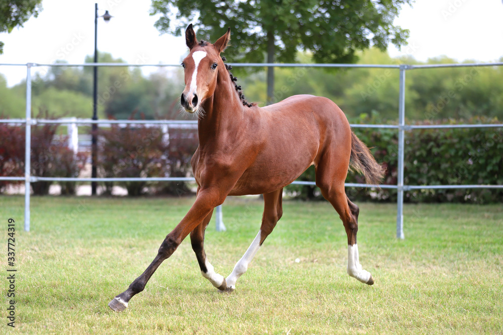 Fototapeta premium Beautiful chestnut foal runs across the showng ground